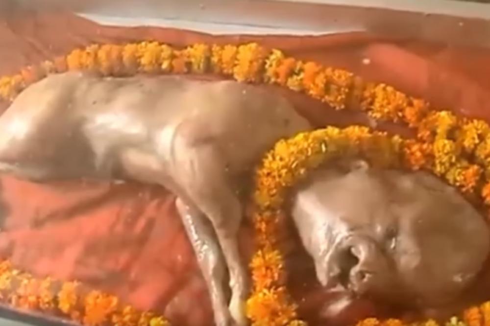 Hiljade ljudi traži blagoslov od teleta s ljudskom glavom! (VIDEO)