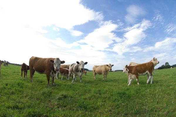TURISTI IZ PAKLA OBILAZE SRPSKE ŠTALE: Za seks sa životinjom naplaćuju 150 evra, za snimanje još 50
