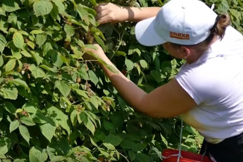 MOŽE LI SRBIJA JOŠ VIŠE DA IH PONIZI? Berače malina teraju na test higijene?!