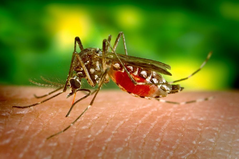 Da pobedite krvopije! 10 super rešenja za ujede komaraca!  (FOTO) (GIF)