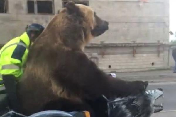 Je l' igra mečka? Ne, ali se vozi se na motoru! (VIDEO)