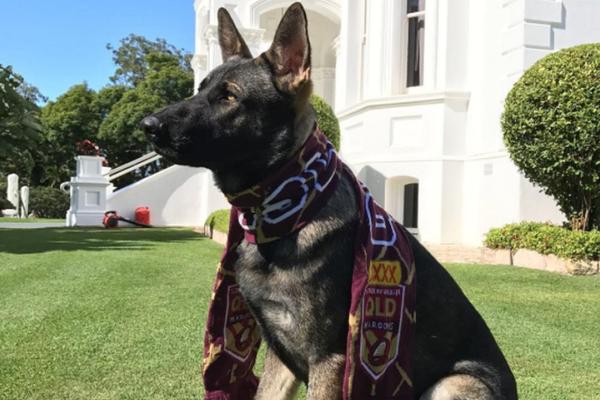 KAKVA NJUŠKA: Nije postao policijski pas jer je previše dobar! (FOTO)
