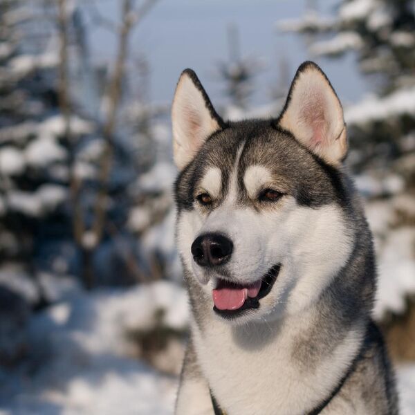 HASKI JE ODBIJAO HRANU, PA JE VLASNIK IZVEO NAJVEĆU PREVARU IKAD: Usledile su ŽESTOKE reakcije, OPLAKAĆETE (VIDEO)