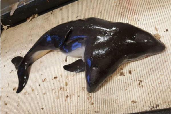 PRAVI FENOMEN: Ribari izvukli iz mora dvoglavo morsko prase! (FOTO)