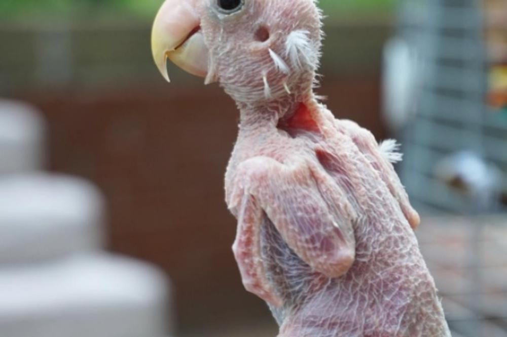 PTIČICU BEZ PERJA PRATI 400.000 LJUDI NA INSTAGRAMU: A možda ćete početi i vi (FOTO)