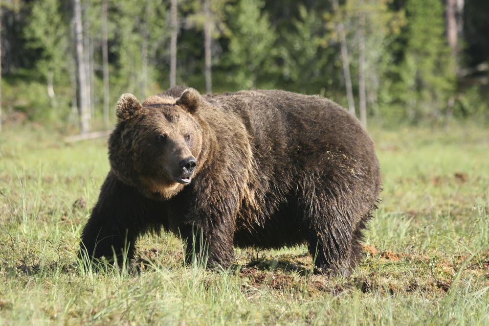 DEČAK UMRO U NAJGORIM MUKAMA: Slao SMS dok ga je jurio medved, ali mu nije bilo spasa!