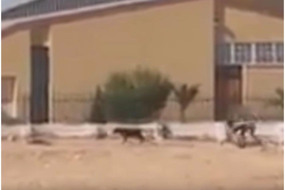 SLUČAJNI PROLAZNIK SNIMIO OVO NEOBIČNO STVORENJE! Da li je montaža u pitanju?!