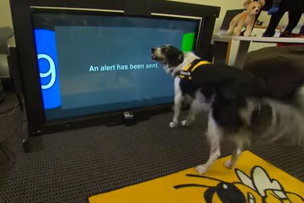 Ovim uređajem bi VAŠI kućni ljubimci mogli da zovu POMOĆ! (VIDEO)