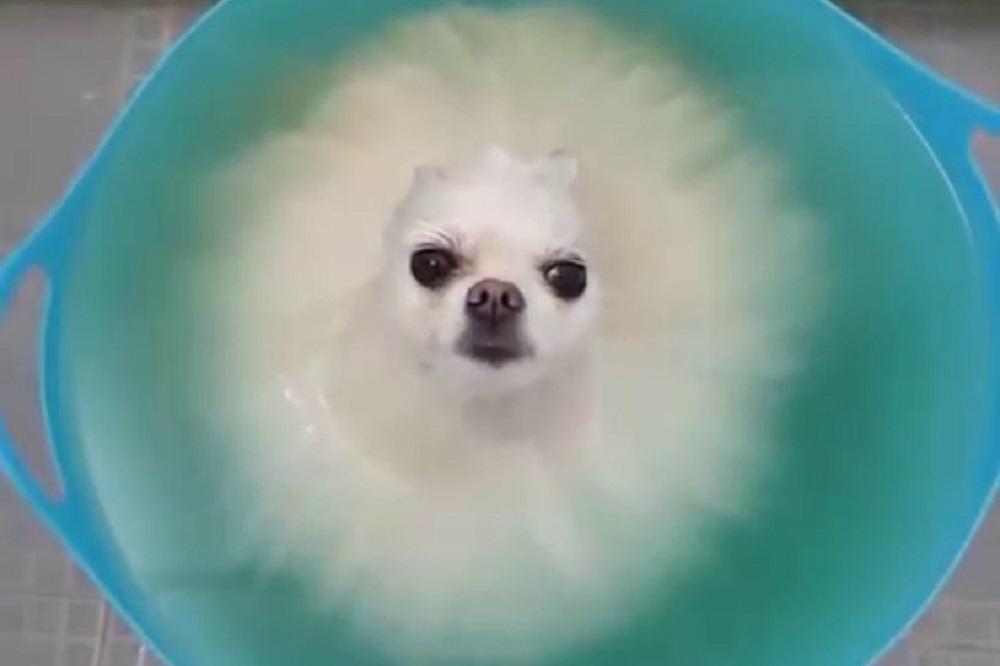 Da mi je biti morski pas! Ili makar kuca u kanti vode! (VIDEO)