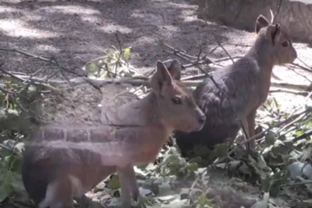 U ZOO VRTU NA PLUS 34: Kako BG životinje podnose NESNOSNE TEMPERATURE? (VIDEO)