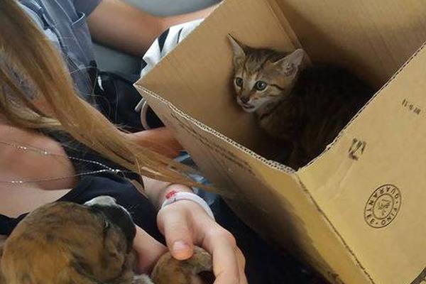 ŠTA SVE SMETE DA UNESETE U GRADSKI PREVOZ: Kaca od kiselog kupusa, iguana, sekire, svašta se nosilo...