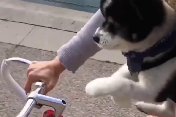Daj i ja da vrtim pedale! Preslatko kuče vozi bicikl zajedno sa vlasnicom (VIDEO)