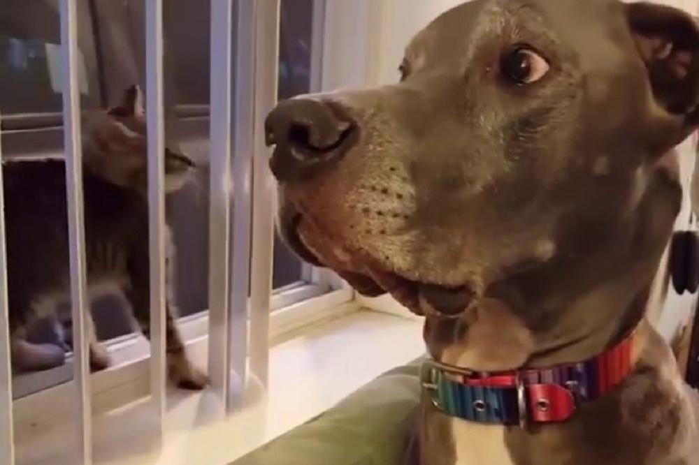 Mače ošamarilo psa, njegova reakcija je spektakularna! (VIDEO)