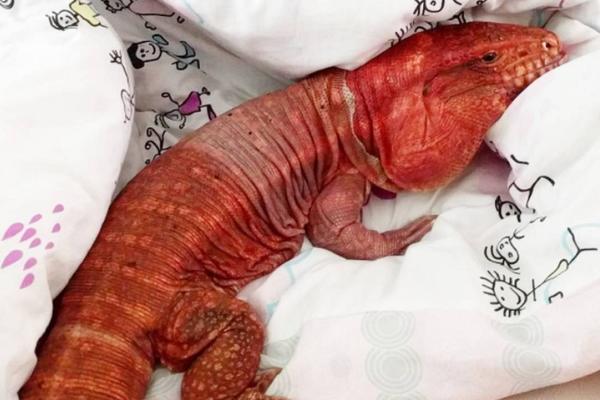 ZEZNUO JE SVE LJUBIMCE: Guštera koji obožava da se mazi prati 160.000 na Instagramu! (FOTO)