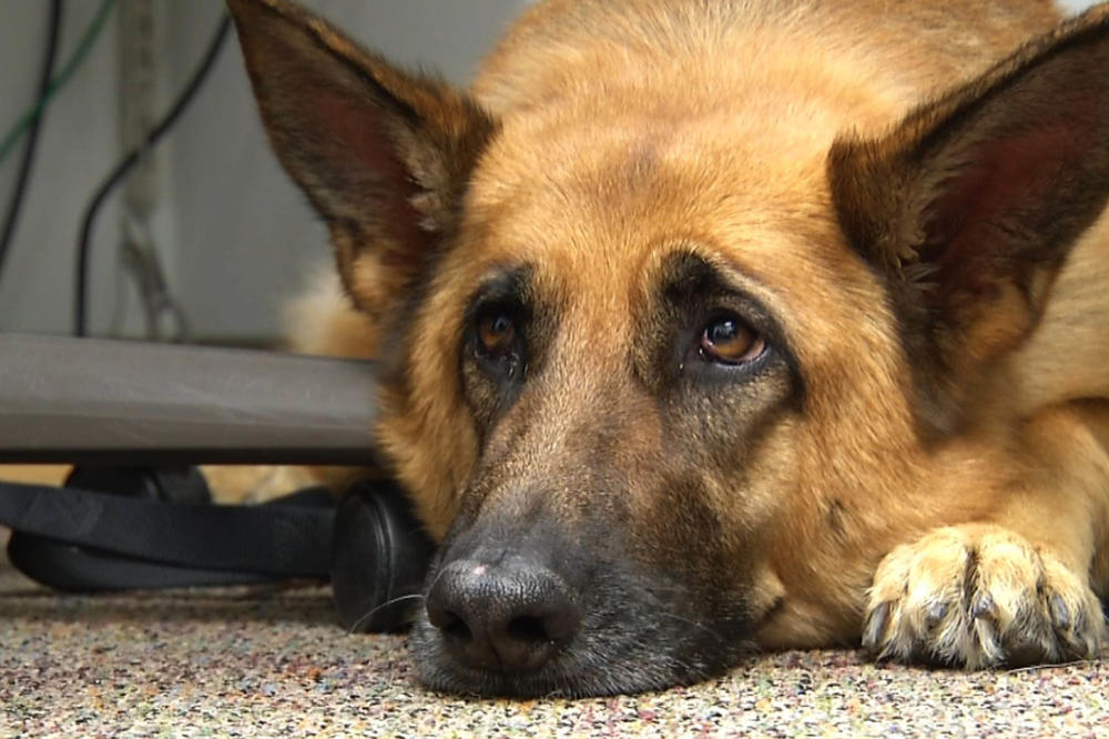 Pas je svake noći sedeo ispred njihove sobe, a razlog im je slomio srce! (VIDEO)