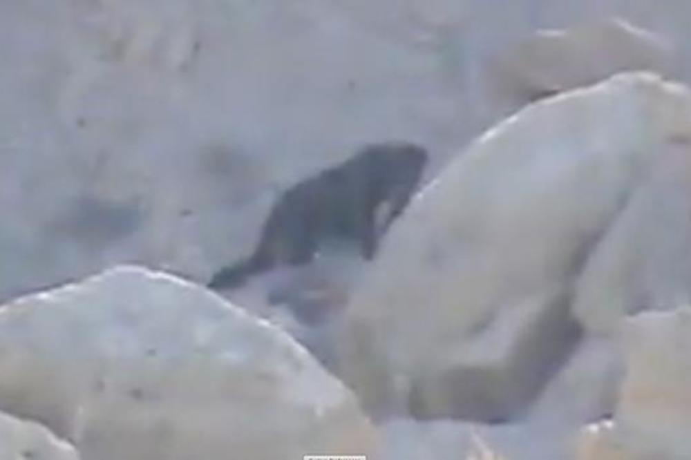 KOŽNI ŠETAČ: Da li je ovo snimak nečeg o čemu INDIJANCI PRIČAJU HILJADAMA GODINA? (VIDEO)