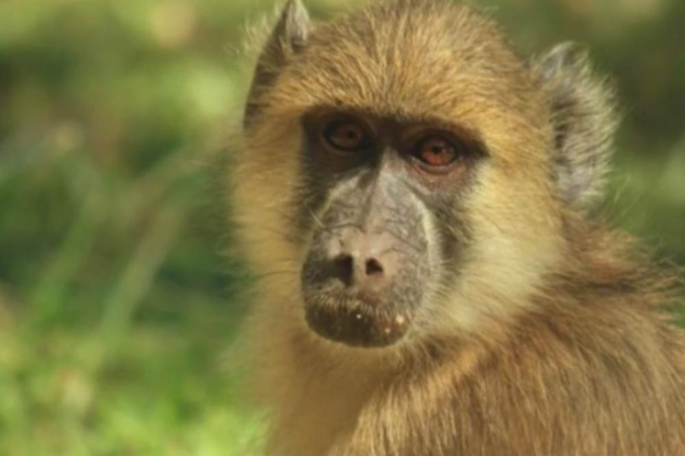 MAJMUN ČOVEKU OTEO SVEŽANJ NOVČANICA U VREDNOSTI OKO 1.000 EVRA: Novac bacao sa drveta, meštani pokupili polovinu!