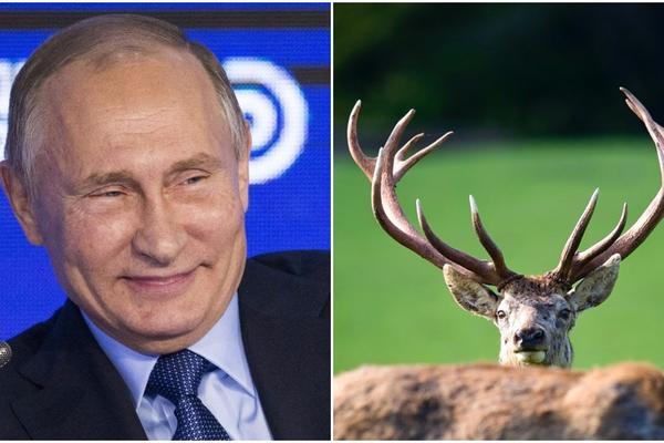 PUTIN SE KUPA U KRVI IZVUČENOJ IZ JELENSKIH ROGOVA: Da li vi verujete u ovu priču o predsedniku Rusije?