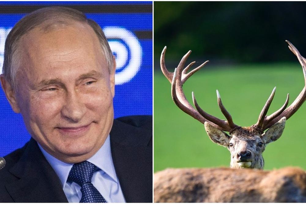 PUTIN SE KUPA U KRVI IZVUČENOJ IZ JELENSKIH ROGOVA: Da li vi verujete u ovu priču o predsedniku Rusije?