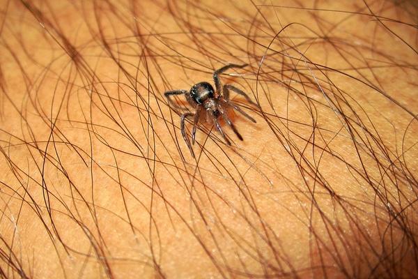 Pazite se krvopija! Ovo je jedini pravilan način da izvadite krpelja! (FOTO)