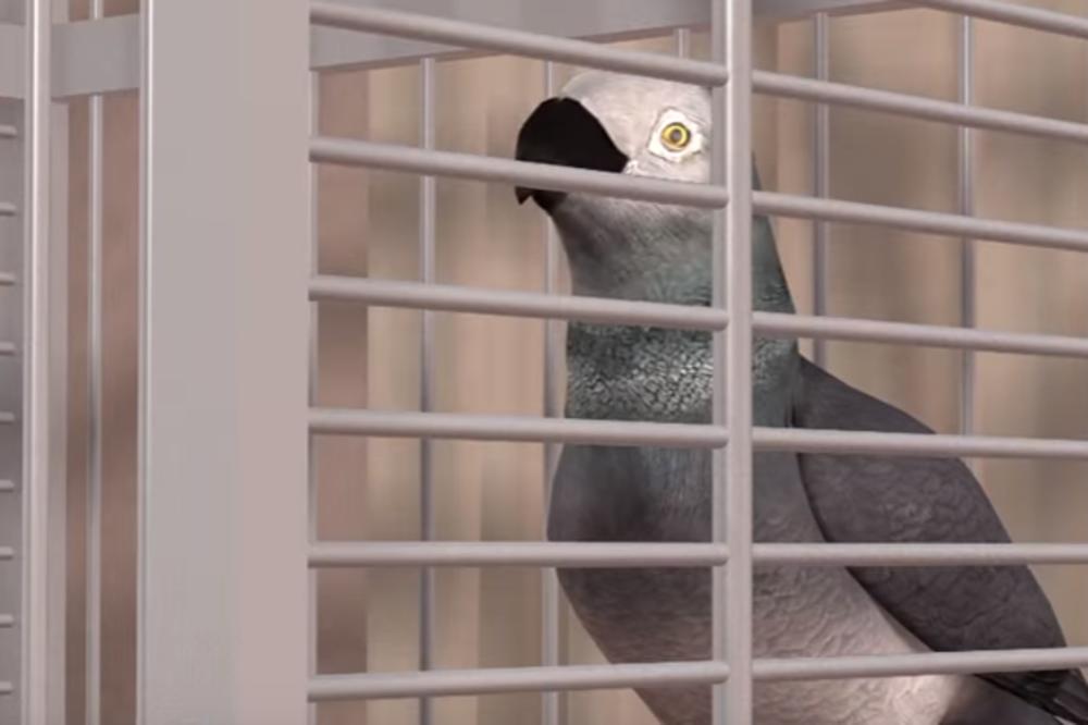 PAPAGAJ SVEDOK UBISTVA! Od kada je ubila muža, stalno ponavlja OVE REČI! (VIDEO)