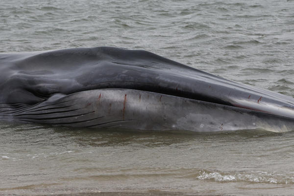 OTIŠLA JE NA RONJENJE A ONDA SE NAŠLA OČI U OČI SA DVA ČUDOVIŠTA! Završila je u bolnici, snimak je uznemirujuć