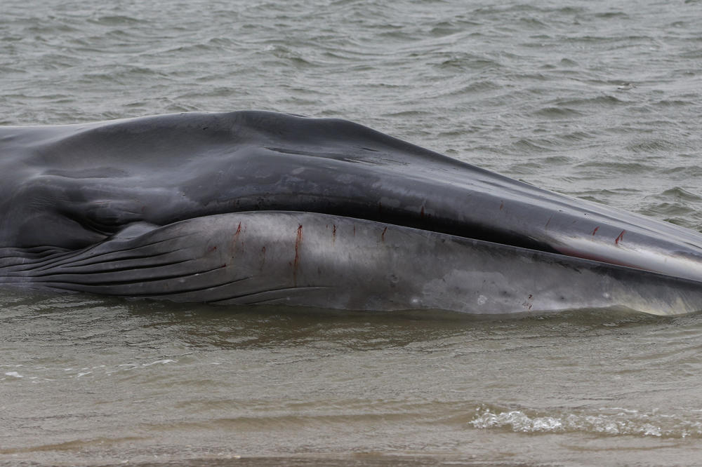 OTIŠLA JE NA RONJENJE A ONDA SE NAŠLA OČI U OČI SA DVA ČUDOVIŠTA! Završila je u bolnici, snimak je uznemirujuć