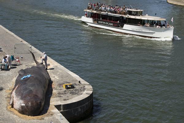 HOROR NA OBALI TASMANIJE: Oko 230 kitova SE NASUKALO!
