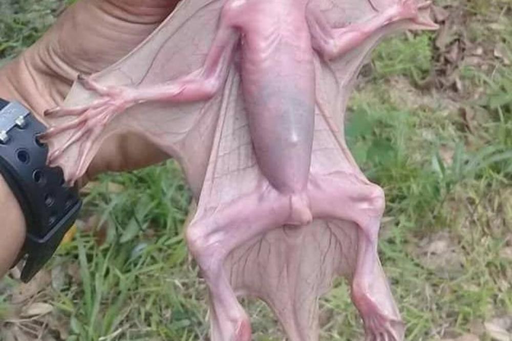 HRVATSKI RIBAR TVRDI DA JE ULOVIO DREKAVCA: A evo u čemu se sastoji njegova prevara