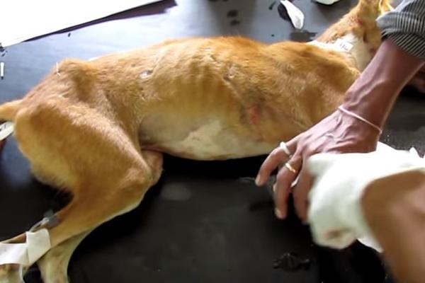 Noga mu je bila smrskana, vilica izvaljena, od bolova je sam sebe grizao! Pas je bio ostavljen da umre u najgorim mukama, a onda su se pojavili oni! (VIDEO)