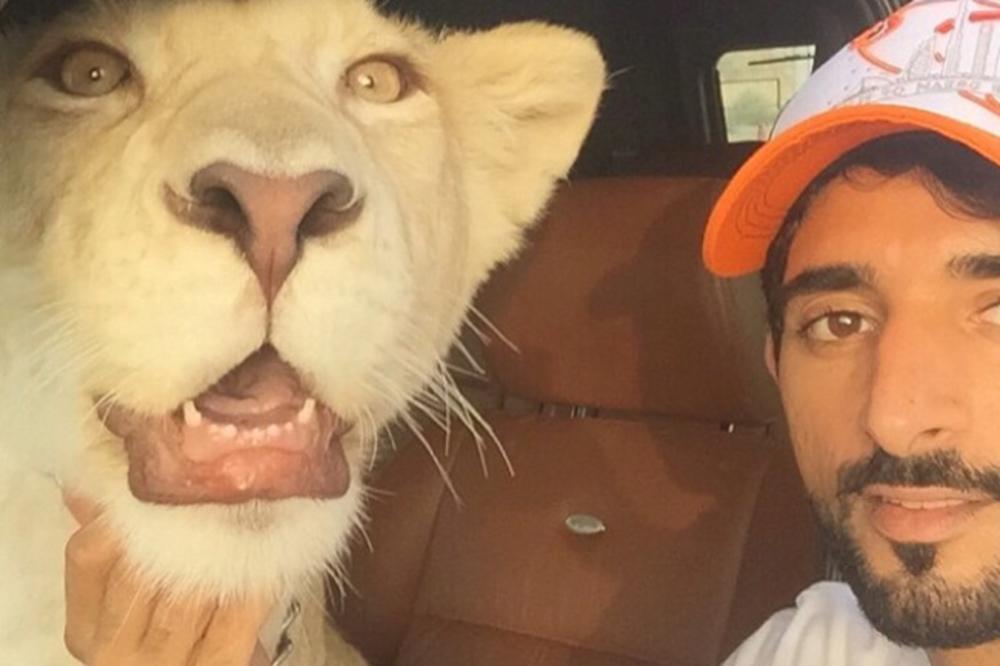 PUTIN JE ZA NJEGA MALO DETE! Mladi princ od Dubaija mazi se s lavovima i tigrovima, nije realno kako živi! (FOTO)