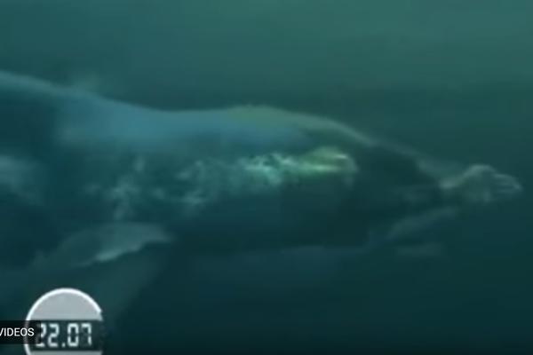 Trkali se Felps i velika bela ajkula! (VIDEO)