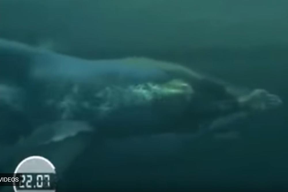 Trkali se Felps i velika bela ajkula! (VIDEO)