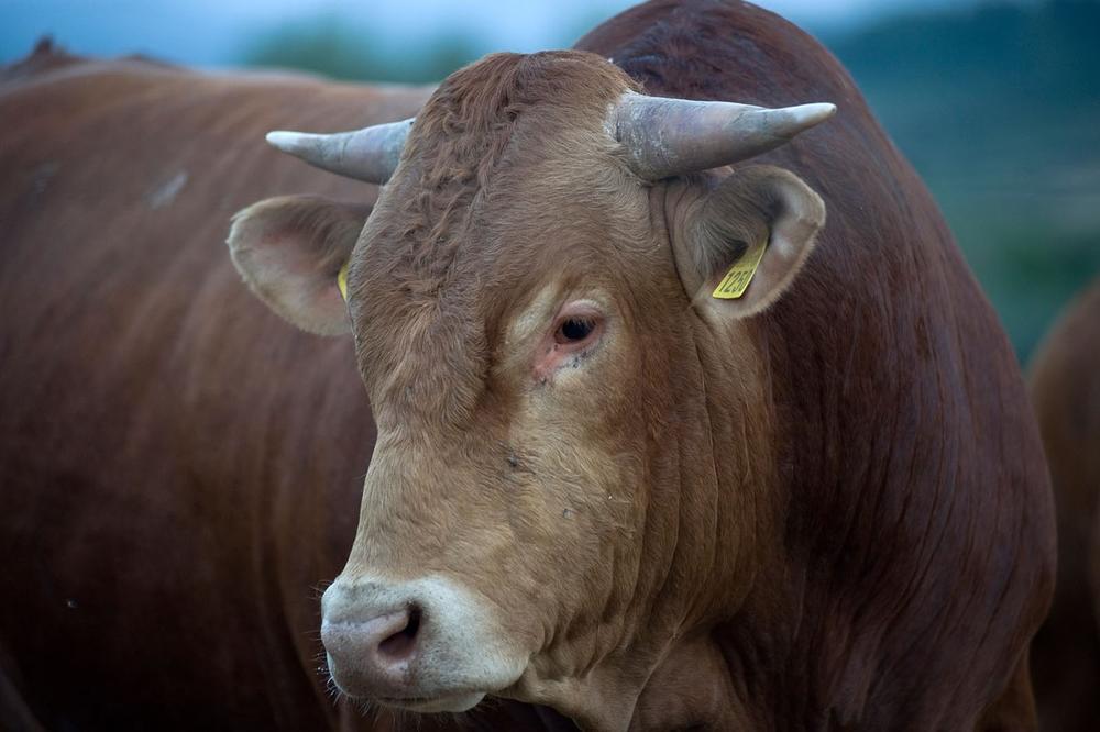 TRAGEDIJA KOD FOČE: Bikovi raskomadali čobanina!