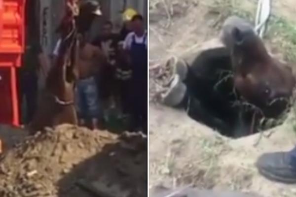 SNIMAK OD KOGA SRCE BOLI: Konj upao u šaht, jedva su ga izvukli bagerom! Njegova reakcija tera suze na oči! (VIDEO)