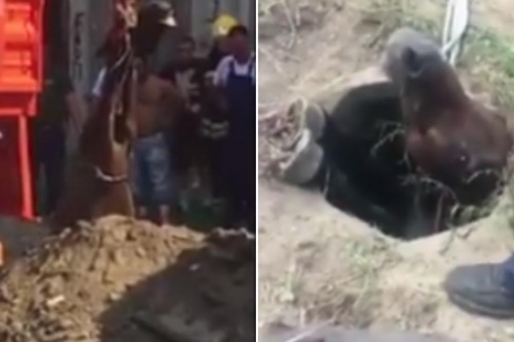 SNIMAK OD KOGA SRCE BOLI: Konj upao u šaht, jedva su ga izvukli bagerom! Njegova reakcija tera suze na oči! (VIDEO)