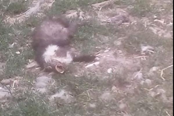 ŽIVOTINJE LEŽE MRTVE U ZOO VRTU, IZGLADNJUJU IH DO KRAJNIH GRANICA: Niko ništa ne preduzima, građani besni (FOTO) (VIDEO)