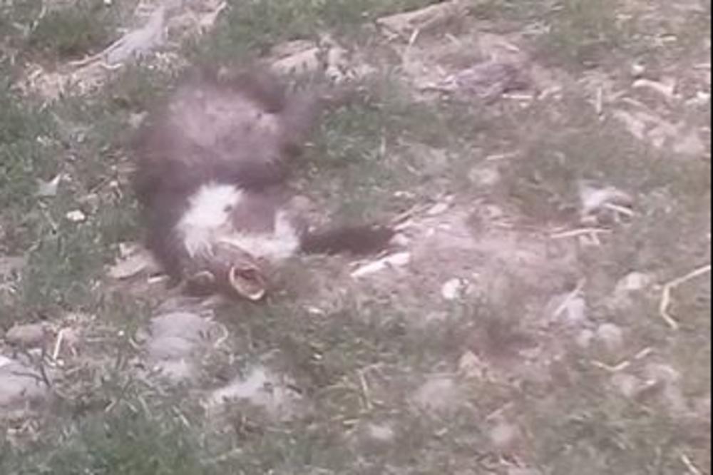 ŽIVOTINJE LEŽE MRTVE U ZOO VRTU, IZGLADNJUJU IH DO KRAJNIH GRANICA: Niko ništa ne preduzima, građani besni (FOTO) (VIDEO)