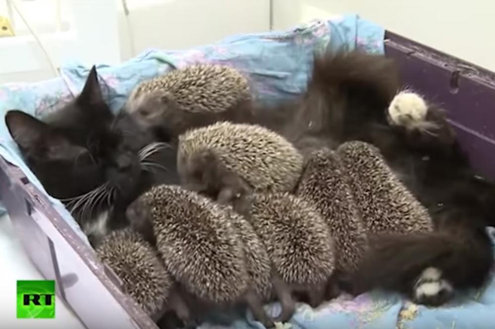 NAJSLAĐE ČUDO IKADA: Ježići su izgubili svoju majku i pretila im je smrt! A onda se desio neverovatni obrt! (VIDEO)