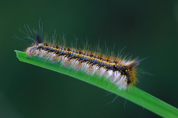 ZOMBI GUSENICE: Penju se na vrh biljke, a onda eksplodiraju! (FOTO)