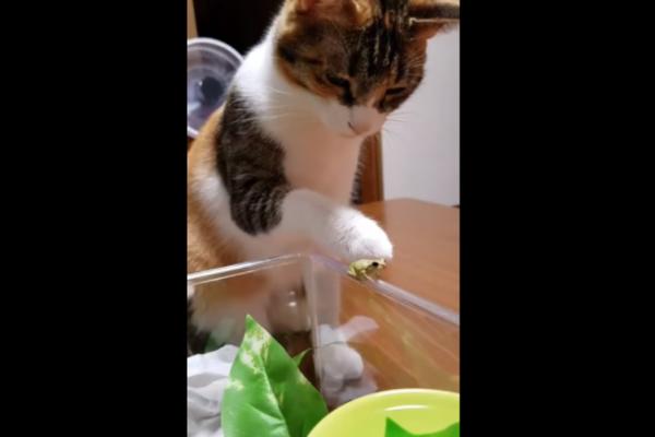 KOJI KANJE I KIM, KAKVI RASTA I ANA: Ova MAČKA i njena drugarica ŽABA su NAJJAČI PAR NA INTERNETU! (VIDEO)