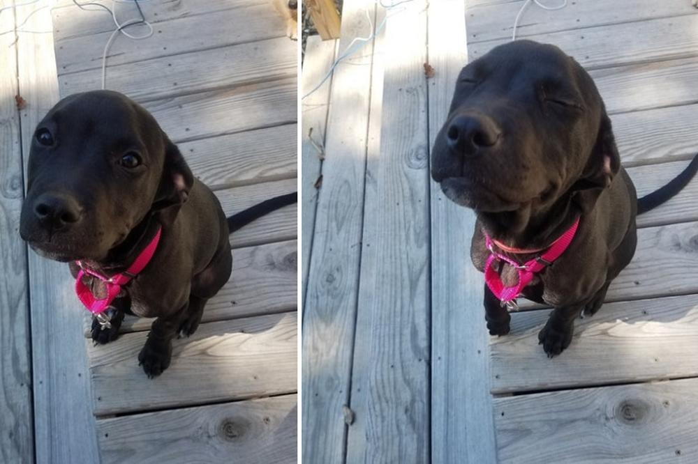 15 neodoljivih reakcije kuca kad im kažete - Dobar dečko! (FOTO)