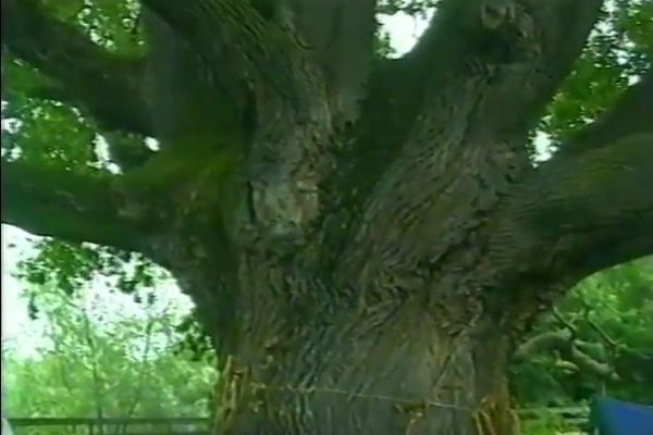 KLETVA BELOG HRASTA! Pala grana ovog smrtonosnog drveta, na njega niko ne sme da zamahne sekirom - jer će umreti!