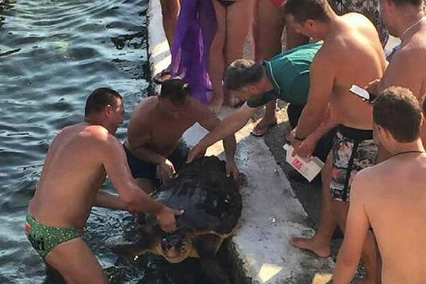 MORSKU KORNJAČU UDARIO SKUTER! Nastavljaju se skandali sa životinjama u Crnoj Gori! (FOTO)