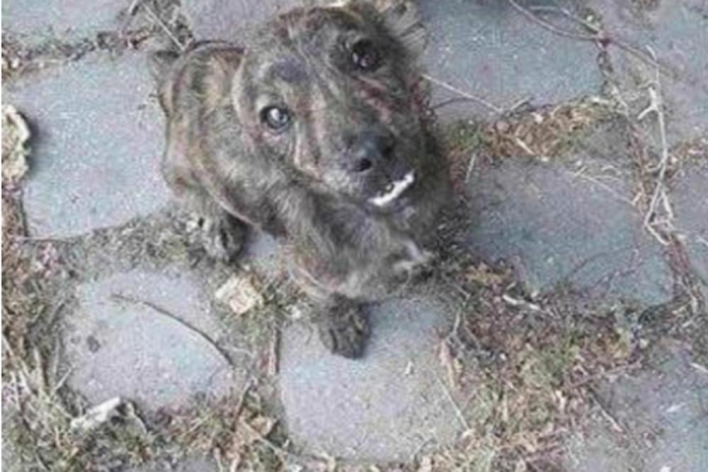 OVO ŠTENE JE UBIJENO U SRBIJI U SEKTAŠKOM RITUALU! Stravičan prizor unakaženog psa ne gledajte punog stomaka! (UZNEMIRUJUĆE FOTOGRAFIJE)