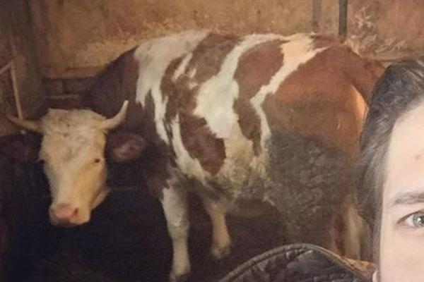 NAJVEĆI KRALJ NA ESTRADI: Slavni srpski pevač MUZE KRAVE u manastiru - sve je ISCEDIO! (FOTO)