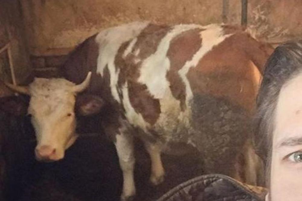 NAJVEĆI KRALJ NA ESTRADI: Slavni srpski pevač MUZE KRAVE u manastiru - sve je ISCEDIO! (FOTO)