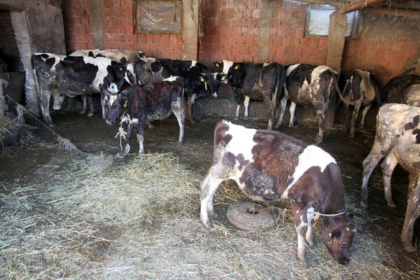 Srpski seljak se žalio da mu stoka crkava, a kad je policija došla - šokirali su se kad su otkrili uzrok!