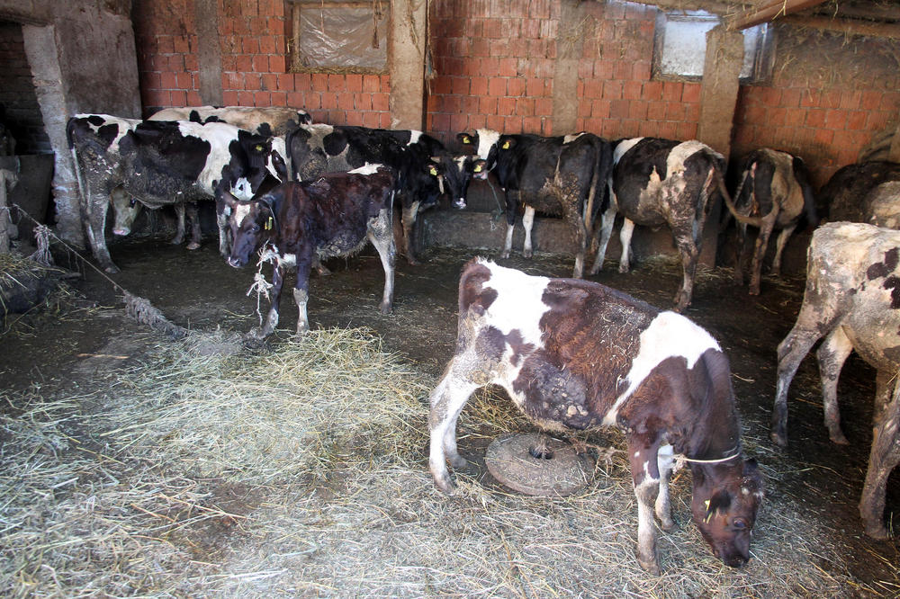 Srpski seljak se žalio da mu stoka crkava, a kad je policija došla - šokirali su se kad su otkrili uzrok!