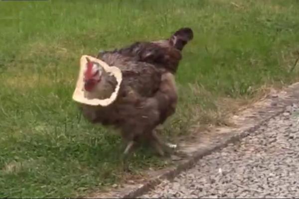 UČENICI BACALI KOKOŠKE I ZEČEVE U ŠKOLSKO DVORIŠTE: Razlog je NEVEROVATAN!